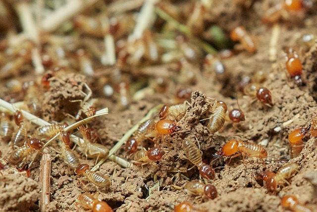 A Macro Shot of a Termite
Maitland Pest Control